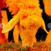 بازدهی بالا*تخفیف30درصدی  باسکول دقیق*گوسفند زنده