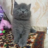 دخترو پسر اسکاتیش و بریتیش بلو|گربه|شیراز, معالیآباد|دیوار