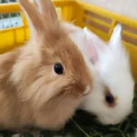 بچه خرگوش نژاد جرسی