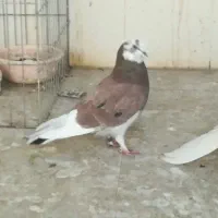 کفتر پرشی|پرنده|سیرجان, |دیوار