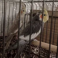 عروس هلندی معاوظه با کفتر|پرنده|جوادآباد, |دیوار