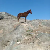 اسب|اسب و تجهیزات اسب‌سواری|مشهد, آبادگران|دیوار