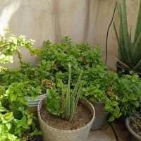 انواع گل مناسب آپارتمان وتراس وحیاط|گل و گیاه طبیعی|پاکدشت, پاکدشت (مامازند)|دیوار