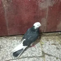 کبوتر ،کفتر سالم به شرط|پرنده|گرگان, |دیوار