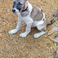 دوعدد توله سگ نژاد خراسانی