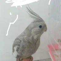 عروس هلندی مرغ عشق پروانه ای فنچ بنگالی