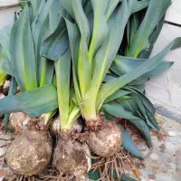 گل سنبل|گل و گیاه طبیعی|اهواز, فاز ۵ پاداد|دیوار