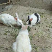 حیوانات مزرعه