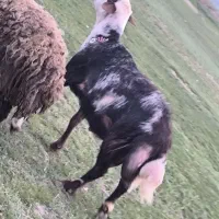 قورچ پلنگی پوست گاوی