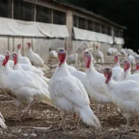 باقلمون گوشتی ارگانیک