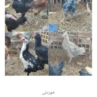 تخم مرغ نطفه دار|حیوانات مزرعه|زرند, |دیوار