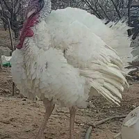 بوقلومون سفید نر ۸ماهه درر باغ بزرگ شده