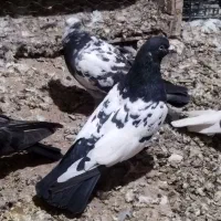 کبوتر پرشی