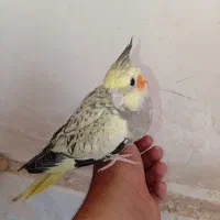 جوجه عروس هلندی 80روزه