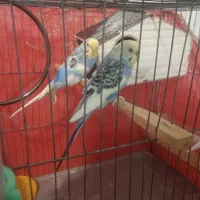 یک‌‌جفت‌مرغ‌عشق‌