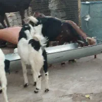 یک عدد بیگ نر گمشده به یابنده مژدگانی داده میشود