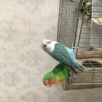 جفت طوطی برزیلی کوتوله