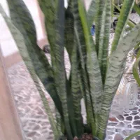 گل وگیاه شاداب وطبیعی|گل و گیاه طبیعی|برازجان, |دیوار