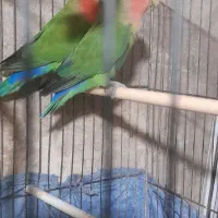 کتوله برزیلی نر وماده خوش رنگ|پرنده|فومن, |دیوار