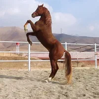اسب و پانسیون|اسب و تجهیزات اسب‌سواری|کرج, باغستان|دیوار