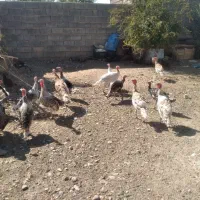 فروش بوقلمون|حیوانات مزرعه|فسا, |دیوار