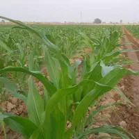 بذر ذرت دو منظوره امریکن ژنتیک ویچیتا