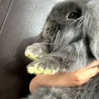 خرگوش لوپ|موش و خرگوش|زرند, |دیوار