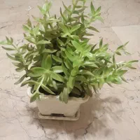 زیپلین (موسی در گهواره) و ساکولنت|گل و گیاه طبیعی|تبریز, |دیوار