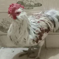 خروس|حیوانات مزرعه|خمینی‌شهر, |دیوار