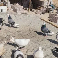 کبوتر فروشی