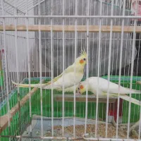 دو جفت عروس هلندی  + دو عروس هلندی ۳ ماهه|پرنده|رشت, دیلمان|دیوار