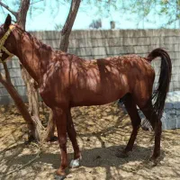 فروش اسب|اسب و تجهیزات اسبسواری|بندرعباس, |دیوار