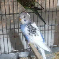 مرغ عشق و عروس هلندی|پرنده|مرودشت, ابوذر شمالی‎|دیوار