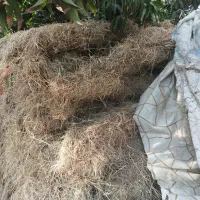 گیاه خشک (علف)