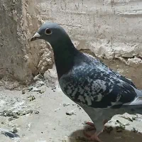 کفتر