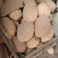 تخم مرغ سفالی خام ده سانت کار همدان