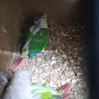 طوطی جوجه گریچیک