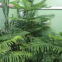 کاج مطبق