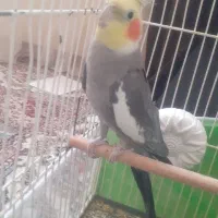 عروس هلندی نر