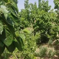باغچه575متری در ورامین