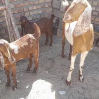 شاه بز درجه یک پاکستانی بره میش قوچ