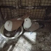 کفتر سرسفید|پرنده|سیرجان, |دیوار