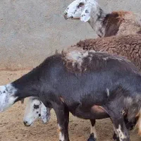 قوچ میش پلنگی