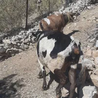 دو راس گاو داشتی|حیوانات مزرعه|پاوه, |دیوار