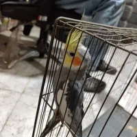 عروس هلندی باجوجه