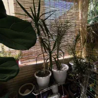 120مخابرات-2خواب-دوکله-نور