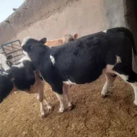 دوعددگوساله سمینتال