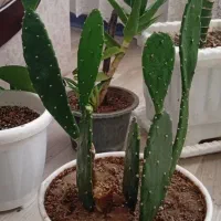 گل‌های طبیعی به علت جابجایی به فروش میرسن