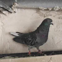کبوتر گرفتنی کپکی
