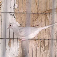 پرنده الماسی